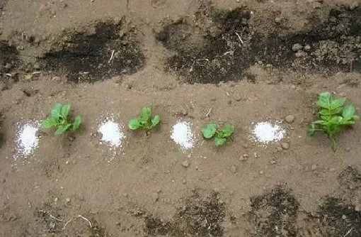 植物施肥|有机肥跟化肥有什么区别，有机肥替代化肥的意义和目标）