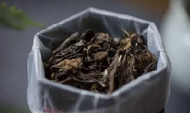 果实保存|福鼎白茶保存方法和时间