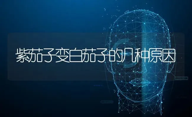 紫茄子变白茄子的几种原因 | 蔬菜种植