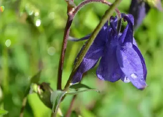 冬天植物|耧斗菜耐寒吗
