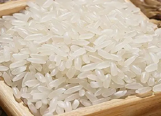 食用科普|粳米和大米的区别是什么（粳米和普通大米对比哪个好吃）
