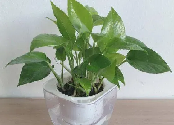 摆放常识|厨房放什么植物好 适合摆放厨房植物