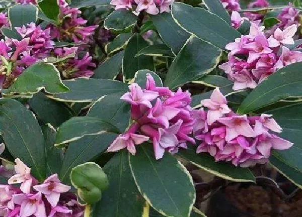 养殖方法|瑞香花的养殖方法和注意事项（怎么养护瑞香盆栽才开花）