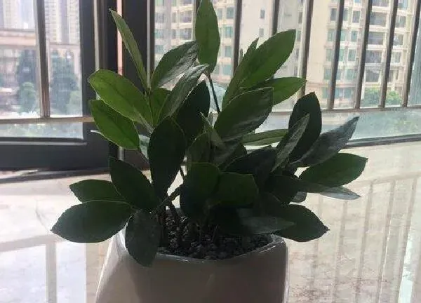 植物浇水|金钱树可以浇淘米水吗