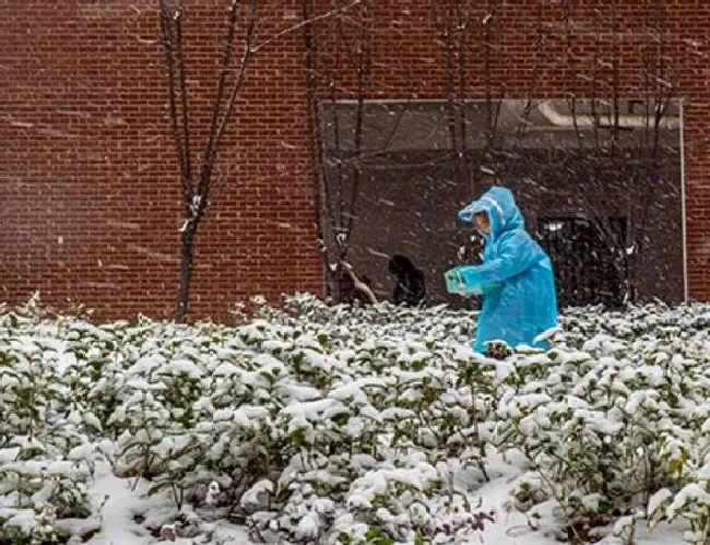 冬天植物|湖南大雪多地宣布停课放假（因为下大雪学校通知停课）