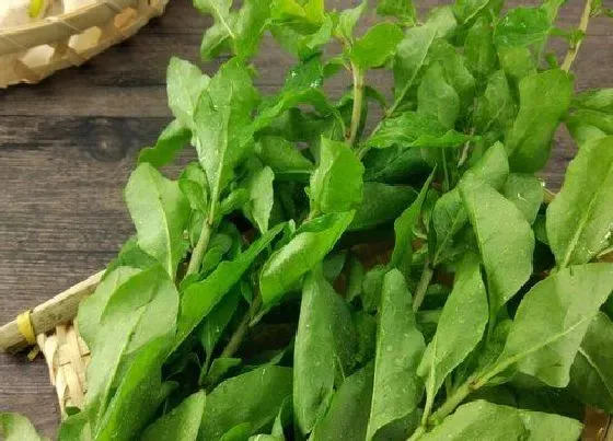 植物百科|枸杞叶是什么季节的菜