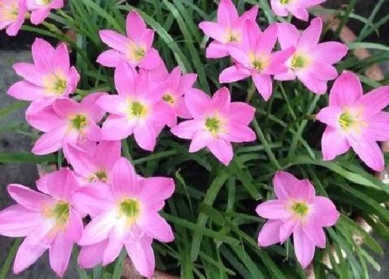 开花时间|韭菜兰花一年开几次花