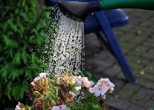 植物浇水|茶叶水浇花好不好 茶叶水发酵几天能浇花