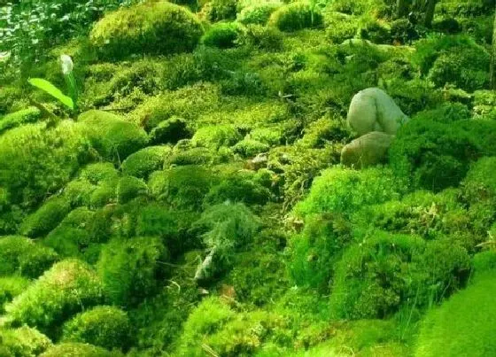 种植土壤|苔藓可以种多肉吗