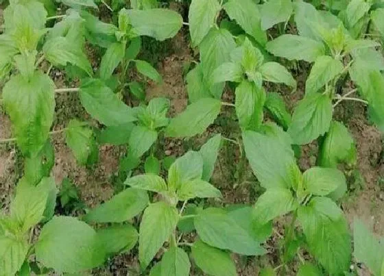 种植管理|芝麻种植行距和株距 种植密度多少合适，间苗距离）