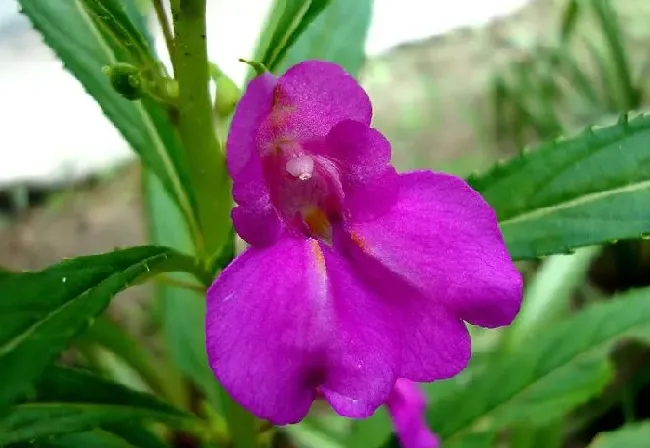 植物寓意|凤仙花的寓意和象征含义（凤仙花象征着什么意义）