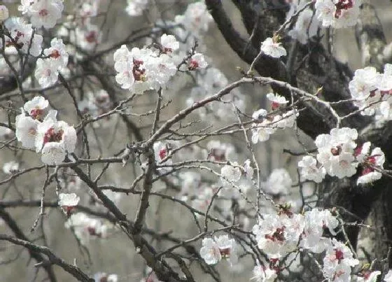 颜色花|杏树花是什么颜色的