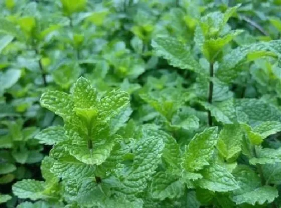 植物虫害|薄荷长虫子怎么办 病虫害治理方法及妙招