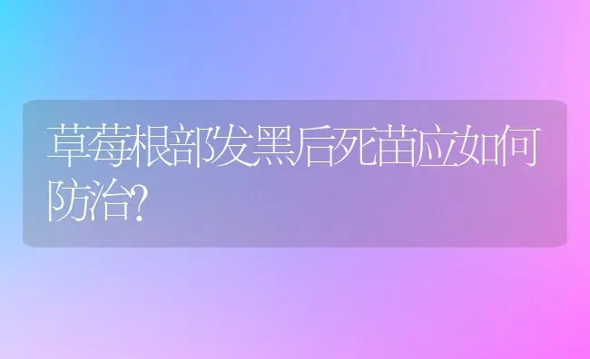 草莓根部发黑后死苗应如何防治？ | 瓜果种植