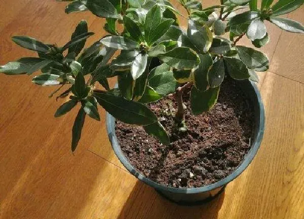 养殖方法|瑞香花的养殖方法和注意事项（怎么养护瑞香盆栽才开花）