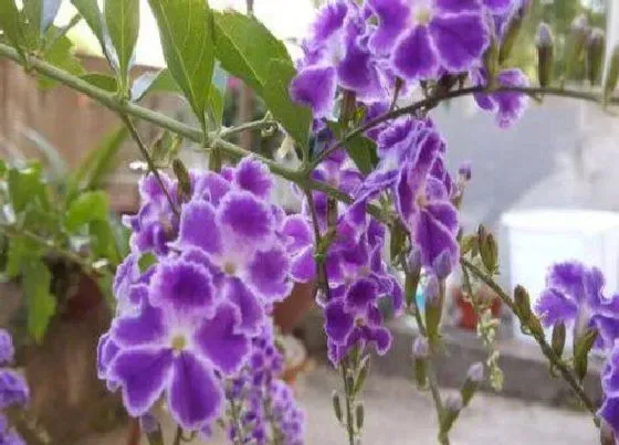 植物修剪|蕾丝金露花开花后怎么修剪