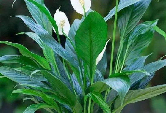 植物繁殖|红掌怎么繁殖 繁殖时间和方法图解