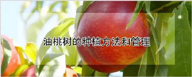 油桃树的种植方法和管理 | 农业科普