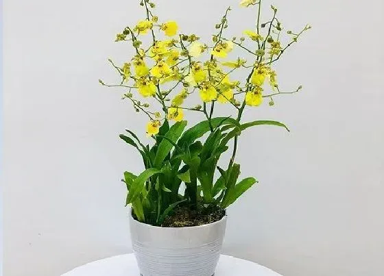 开花时间|跳舞兰一年开几次花 花期有多长时间