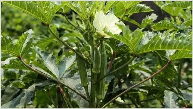 秋葵的田间种植管理技术 | 种植技术