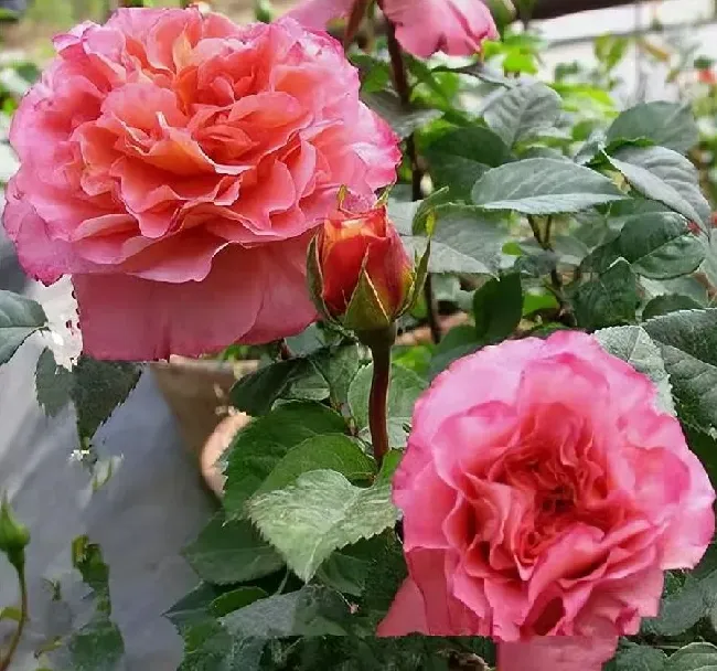 植物百科|奥古斯塔路易斯月季是灌木吗（能长多高，花期耐热耐晒吗）