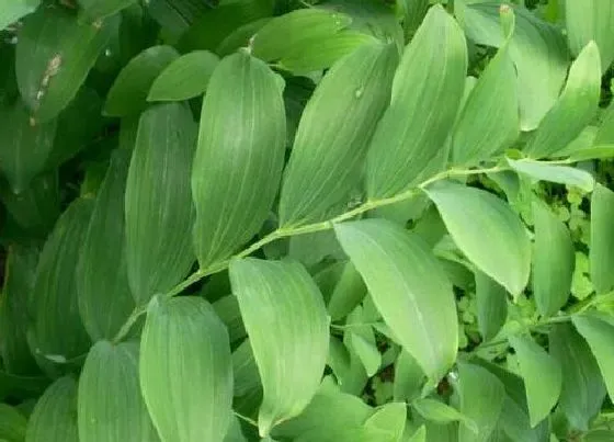 种植方法|黄精的种植方法和时间 移栽最佳时间是几月份