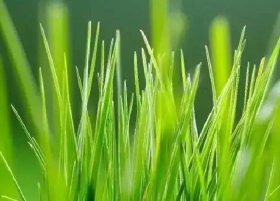 种植管理|麦子几月份种合适
