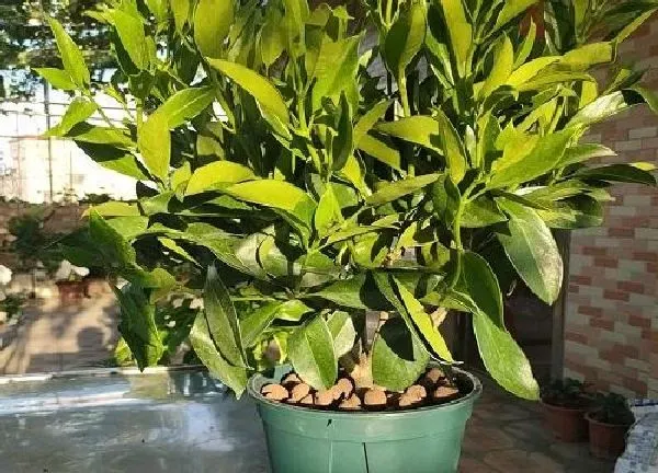 植物浇水|非洲茉莉水浇多了怎么办