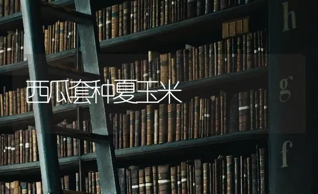 西瓜套种夏玉米 | 粮油作物种植