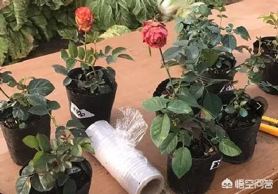 植物施肥|冬天月季花可以施肥吗，盆栽月季花冬季该施什么肥）