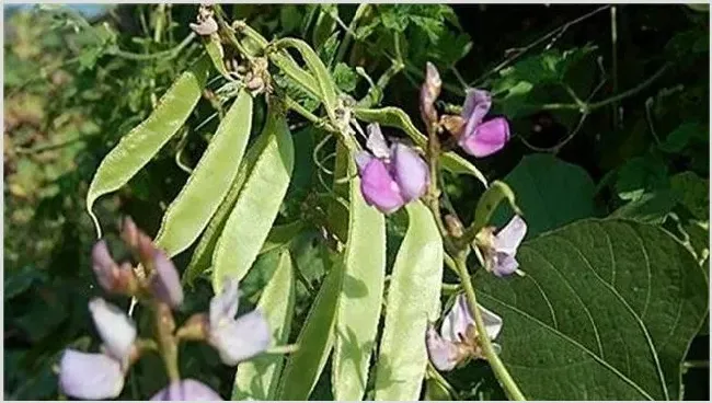 早春扁豆种植注意什么 | 养殖技术