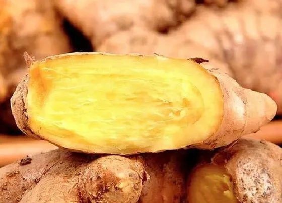 果实成熟|鲜姜什么时候上市 在几月份成熟