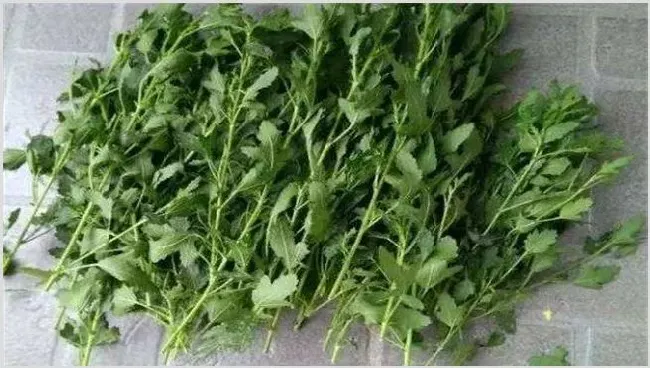 木槿树苗什么时候移栽 | 农业技术