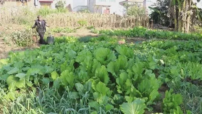 植物施肥|种菜用农家肥好还是化肥好，农家肥有利于农作物生长原因）