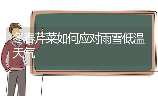 冬春芹菜如何应对雨雪低温天气 | 蔬菜种植