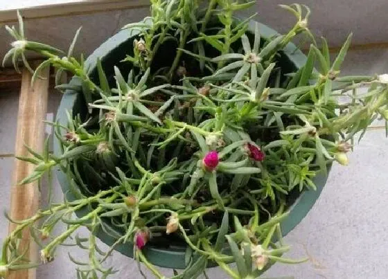 种植管理|太阳花几月份种植合适