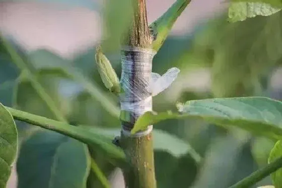 植物嫁接|核桃树嫁接时间和方法