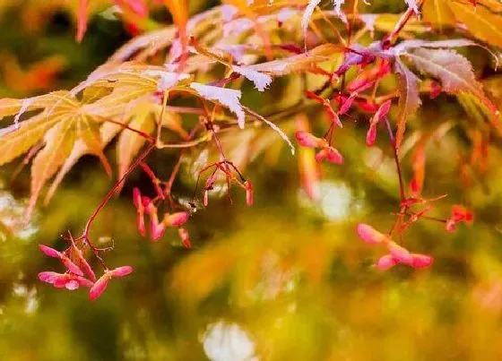 习性特点|枫树开花是什么样子 在什么季节会开花