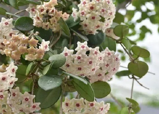 花朵诊疗|球兰如何快速开花 促花方法