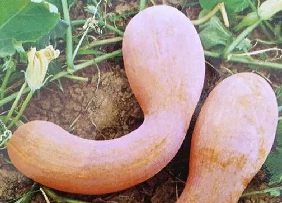 植物施肥|南瓜什么时候追肥合适