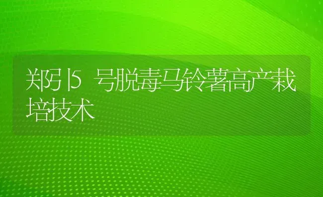 郑引5号脱毒马铃薯高产栽培技术 | 粮油作物种植