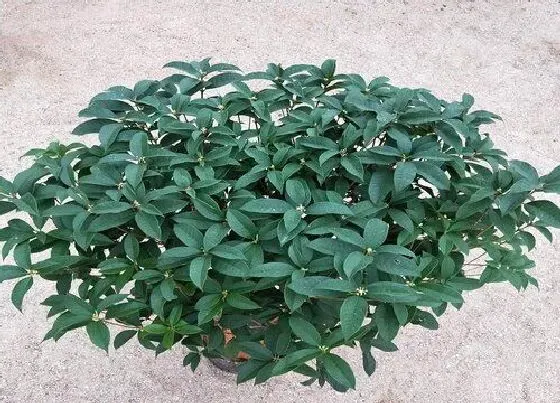 种植长叶|桂花树不长叶子怎么办