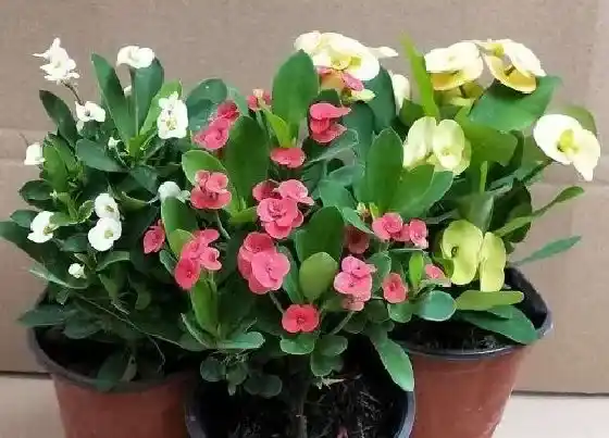 种植管理|虎刺梅打顶时间及方法步骤