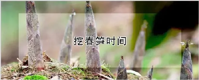 挖春笋时间 | 农业科普
