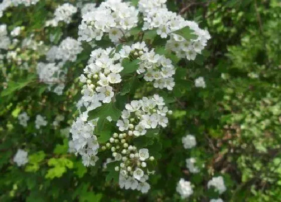 习性特点|花椒开花是什么样子 开花时间与寓意