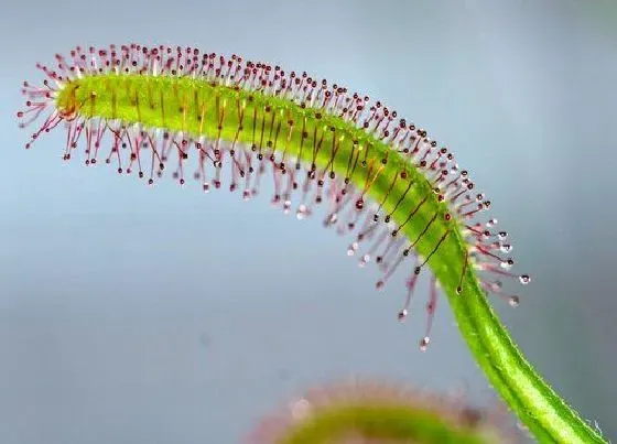 植物繁殖|好望角茅膏菜怎么繁殖方法和注意事项