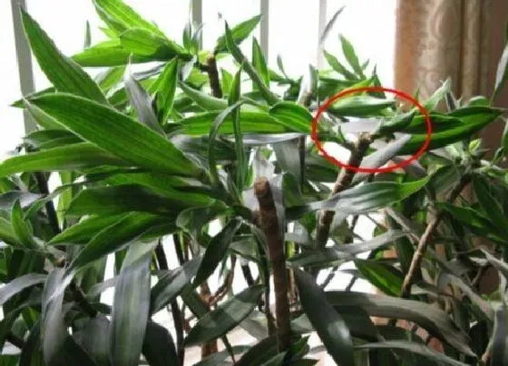 植物修剪|百合竹什么时候剪枝合适
