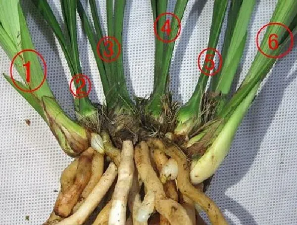 植物移栽|兰花上盆方法与步骤 上盆养护注意事项