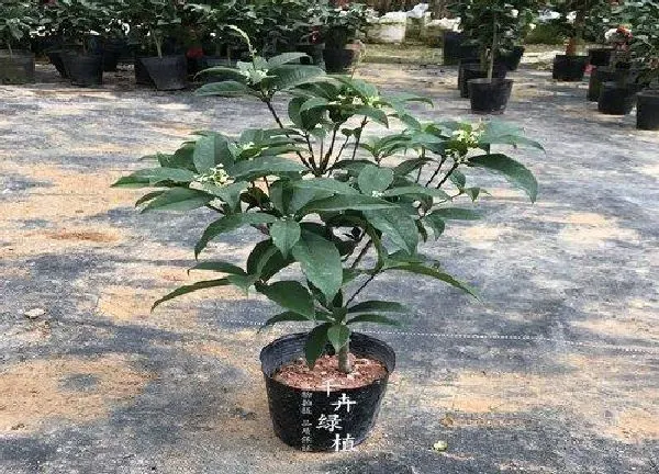 植物浇水|盆栽桂花怎么浇水方法