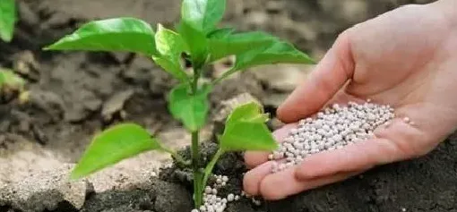 植物施肥|有机肥跟化肥有什么区别，有机肥替代化肥的意义和目标）